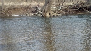 Exposed tree roots create an inviting target for tenkara casts during the winter months. (photo taken 12 24 2012)