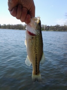 Prospect Park largemouth bass (photo taken 04 22 2013)