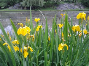 On the Bright Side: immigrant Yellow Flag (Iris pseudacorus) lines the bank of Harlem Meer. (photo taken 05 24 2013)