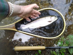 A French Creek rainbow trout successfully landed - thanks to the net! (photo taken 05 2013)
