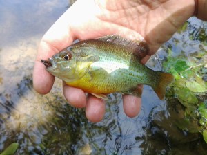 This French Creek redbreast sunfish added to the surrounding symphony of green and orange color. (photo taken 05 2013)