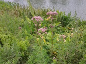 Joe-Pye Weed graces the banks of Harlem Meer. (photo taken 08 07 2013)