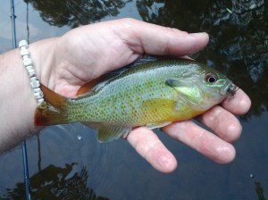 The BWO is a great dry fly pattern for the redbreast, the stream sunfish. (photo taken 09 03 2013)
