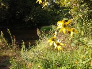 French Creek and Wildflowers. (photo taken 09 03 2013)