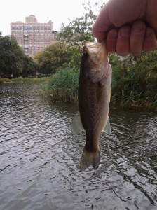 Bright Bass, Big City. (photo taken 10 09 2013)