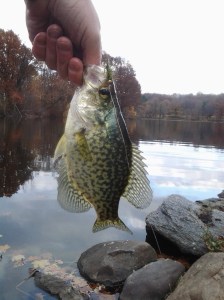 Black Crappie in hand. (photo taken 11 21 2013)