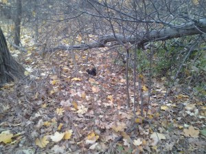 Black Squirrel beside the Old Putnam Trail. (photo taken 11 21 2013)