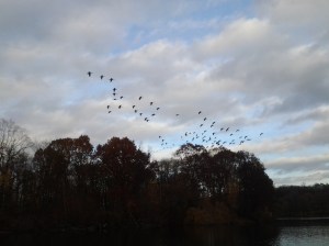 Geese descending onto Van Cortland Lake. (photo taken 11 21 2013)