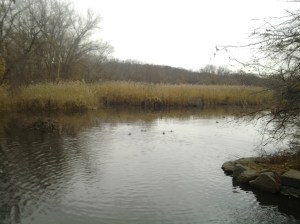 Hooded Mergansers head into the marsh. (photo taken 11 21 2013)