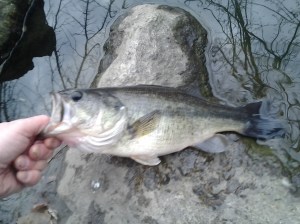 Blurry? Cold, wet hand and big, fast bass! (photo taken 03 13 2014)