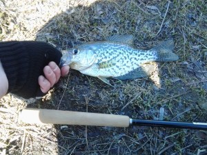 Crappie as long as your pine handle: Tenkara USA Ebisu and a black crappie. (photo taken 03 21 2014)