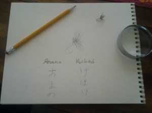 A Portrait-in-progress of an Amano Kebari (photo taken 04 28 2014)