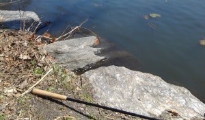 Ebisu Near Rising Pads. (photo taken 04 10 2014)