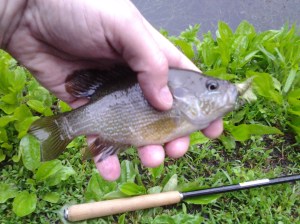 (photo taken 05 15 2014)