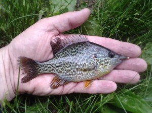 Pumpkinseed Sunfish, Lepomis gibbosus. (Photo taken 05 29 2014)