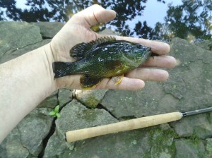 Green Sunfish along a New Jersey road. (photo taken 07 10 2014)