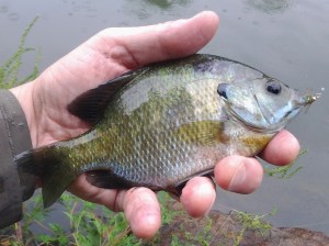 August in NYC 2: Bluegill Female (photo taken 08 2014)