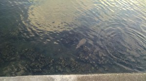 Giant Porcupine Fish (photo taken 10 2014)