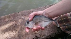 White Papio (juvenile GT) 