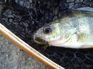 Yellow Perch (Olive Woolly Bugger by Stephen Kasperovich)