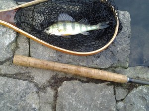 Yellow Perch in Net