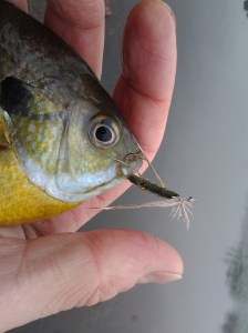 Green Guarantee Incite Bluegill