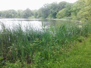 Tibbetts Brook (06 2015)