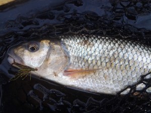 Like Coinage. Green Guarantee. Late Autumn 2015