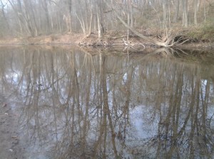 The Creek in Late Autumn 2015.