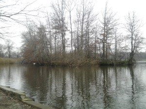 Home to a Swan Prospect Park Lake (12 30 2015)
