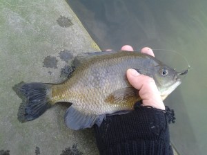 Bluegill (NYC 03 2016)