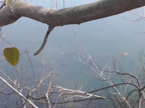 "Catch Us if You Can!" (NYC 03 2016)