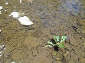 The Hatch Fish Fry Bait Ball (05 2016)