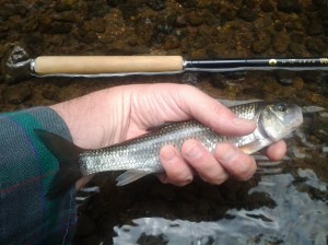 Fallfish and TUSA Ebisu (07 2016)