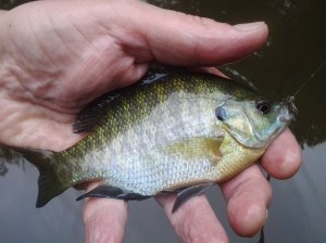 Stream Bluegill (07 2016)
