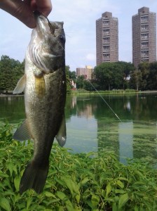 Largemouth Bass (09 2016)