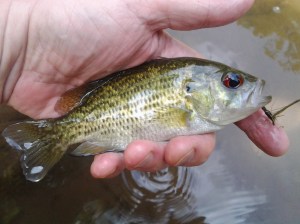 Rock Bass (09 2016)