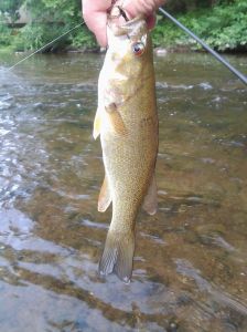 Smallmouth Bass (09 2016)