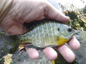 October Colors Bluegill (NYC 10 2016)