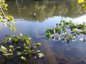 Tibbett's Water (NYC 10 2016)