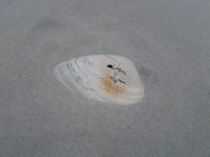 Slumbering Shell (12 2016)