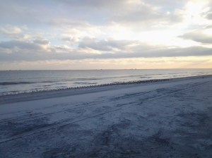 The Birds Family Scolopacidae (12 2016)